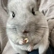 Rinの画像