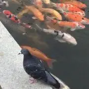 しなちく(プロフ一読お願い致します)の画像