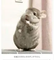 やっこの画像