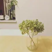miimoの画像