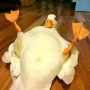 ʕ•ᴥ•ʔ   ʕ•ᴥ•ʔ