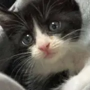 あんちゅ