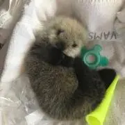 Joeyの画像