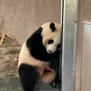こパンダの画像