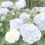 sの画像