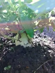 ろすぜろ菜園の画像