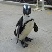 くりの画像