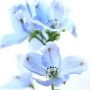 金地に松 能楽仕舞扇 金扇 金春流仕立 32㎝[0429-05] - メルカリ