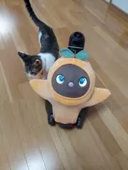 ちぃの画像