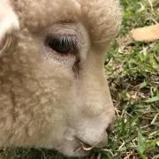 かびごん。の画像