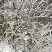 雪の画像