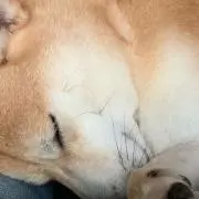 なめこの画像