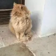 ふじきの画像
