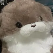 まりもの画像