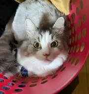 ちょこすけの画像