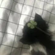 ありんの画像