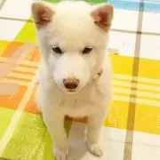 てるてる