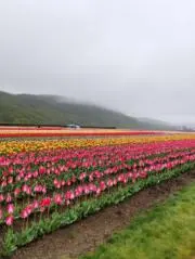 クリオネの画像