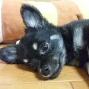 loviの画像