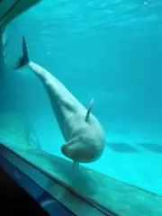 テシの画像