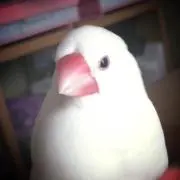 まきろん