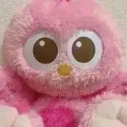 もぴの画像