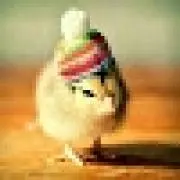 ひよこ