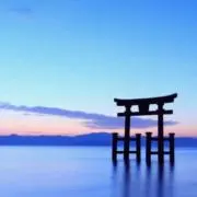薔薇の画像