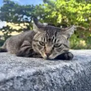 マツの画像