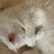 まゆか