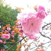 あかりんごの画像