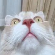 むぎの画像