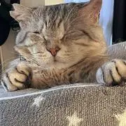 ハナコの画像