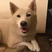chiroの画像