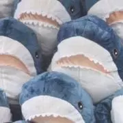サメ君の画像