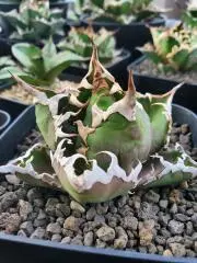 檸檬堂の画像