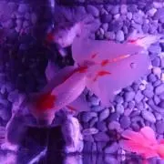 ゆずおの画像