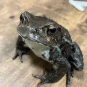 ヒキガエル（シチズン好き）の画像