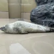 ちゃの画像