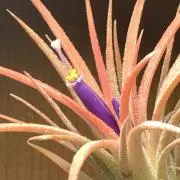 fleurの画像