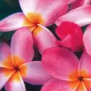 Aloha♡