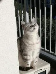 ぎんぎん