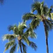 はわ★の画像