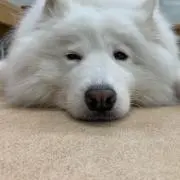 ジャックの画像