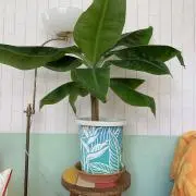 Bananatreeの画像