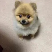 ゆきりん