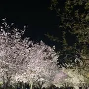 すいの画像