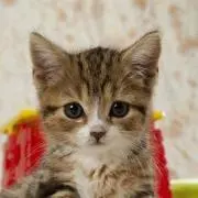 ねこまる