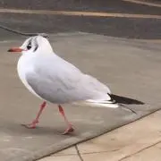 たろう