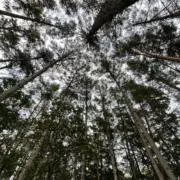 Beryanの画像